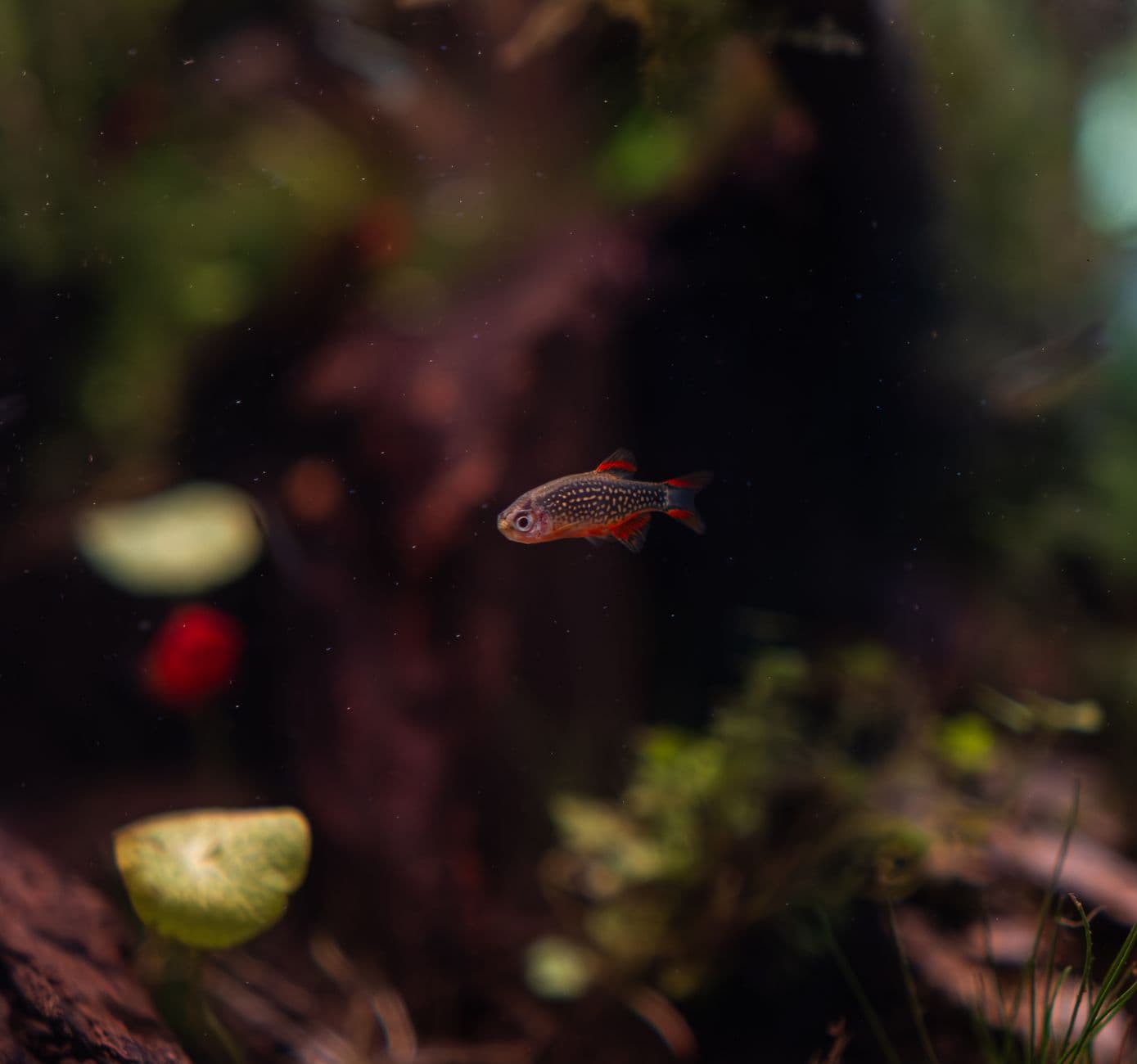 Lleva vida y color a tu acuario